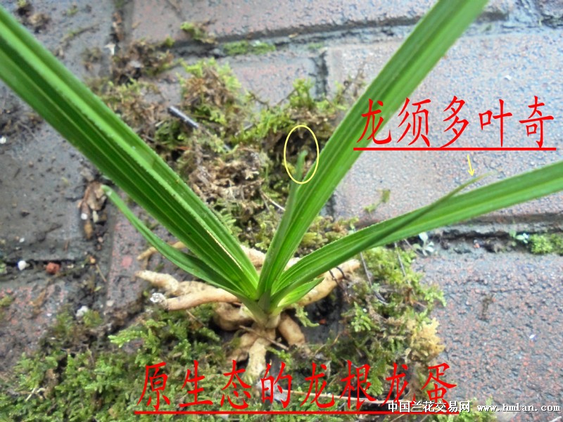 原生态龙根,龙蛋,龙须奇叶 - 中国兰花交易网