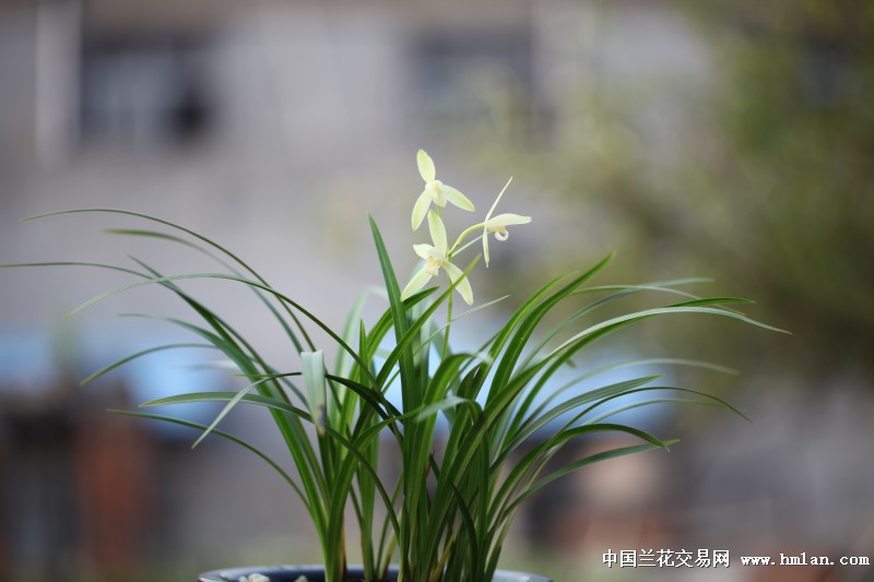 素心兰，天亮了