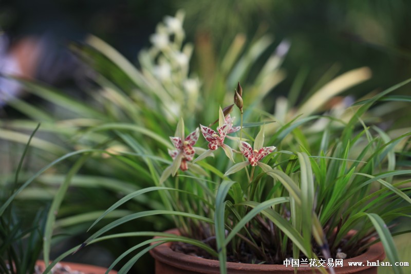 素心兰，天亮了