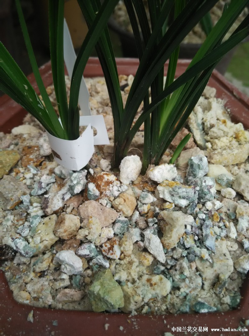 风化石跟玉土的区别-植料篇-中国兰花交易网社区