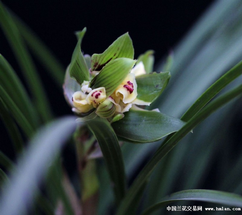 多朵蝶10带花苞 中国兰花交易网