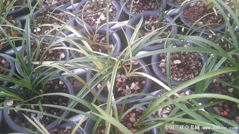 蕙兰艺草