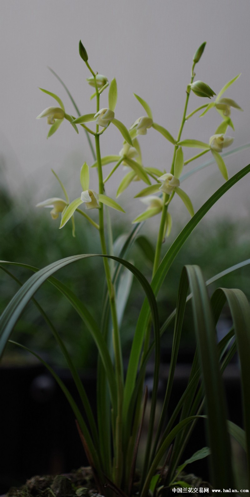 2015四季花开鱼魫大贡银边大贡