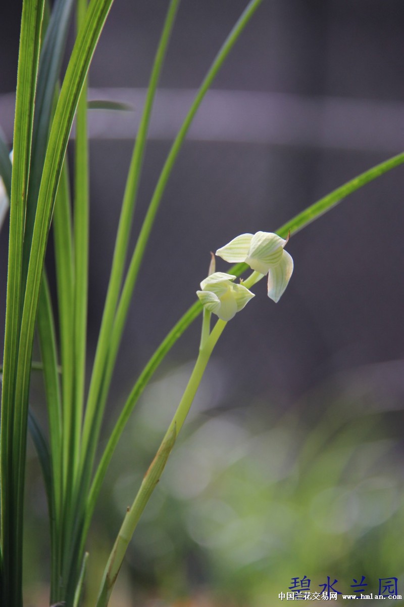 yblxx——莲瓣兰漂亮素心花