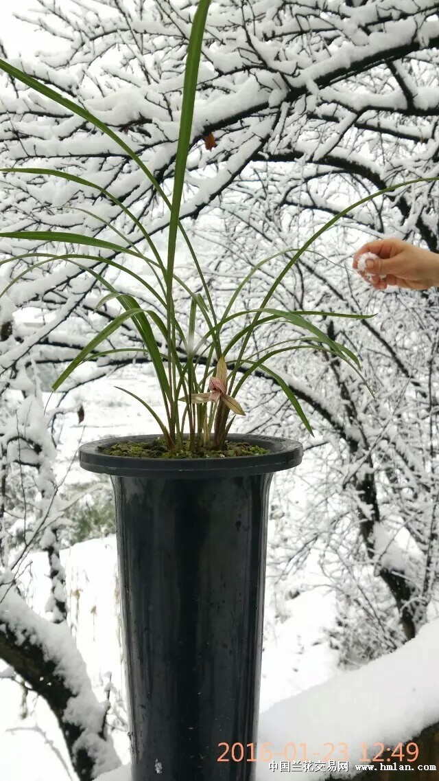 瑞雪兆丰年…赌草花儿开-以兰会友-中国兰花交易网社区