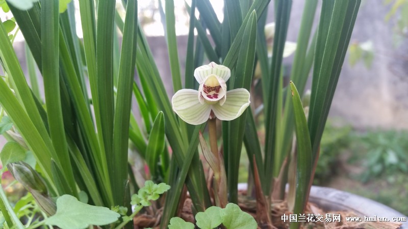 莲瓣经典荷瓣云熙荷