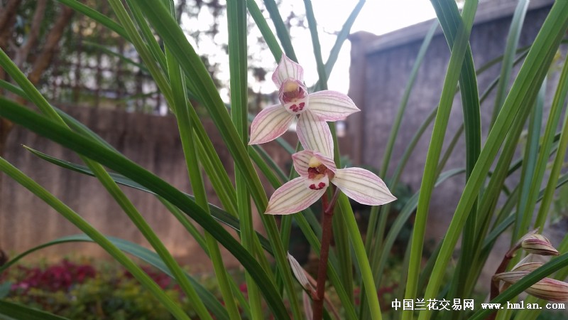 七彩永昌-莲瓣篇-中国兰花交易网社区
