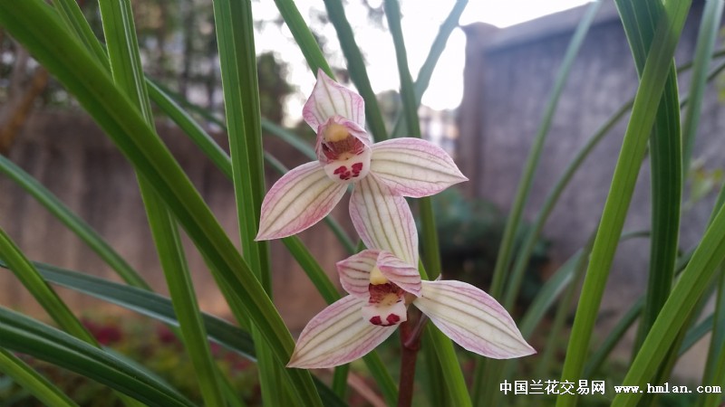 七彩永昌-莲瓣篇-中国兰花交易网社区