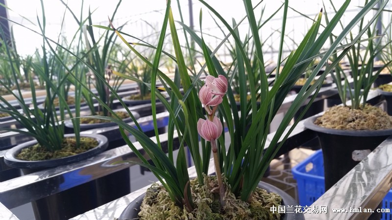 朋友的童面玲珑,开的漂亮-莲瓣篇-中国兰花交易网社区