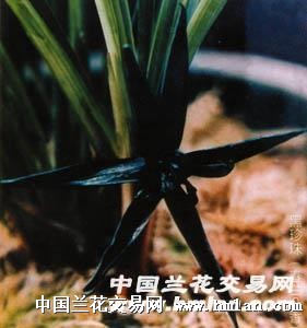 正中黑素奇【黑珍珠】漂亮4苗带花苞 中国兰花交易网