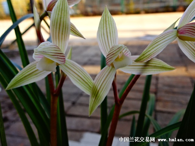 莲瓣新红彩素心2苗有芽 中国兰花交易网