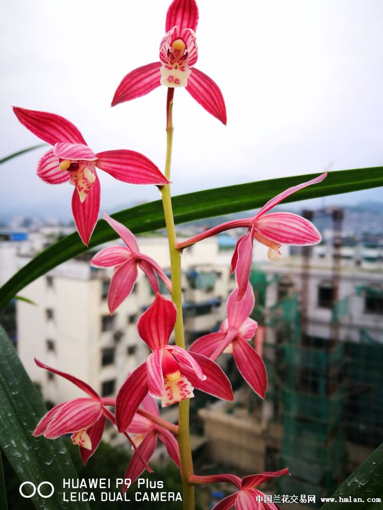 茶城红---2016年,首次在沐川开花!-秋榜篇-中国兰花网