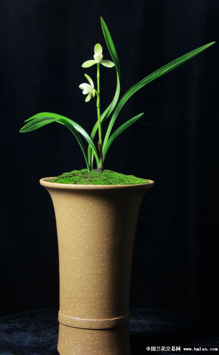 请大神推荐一些中小型浓香素心建兰品种
