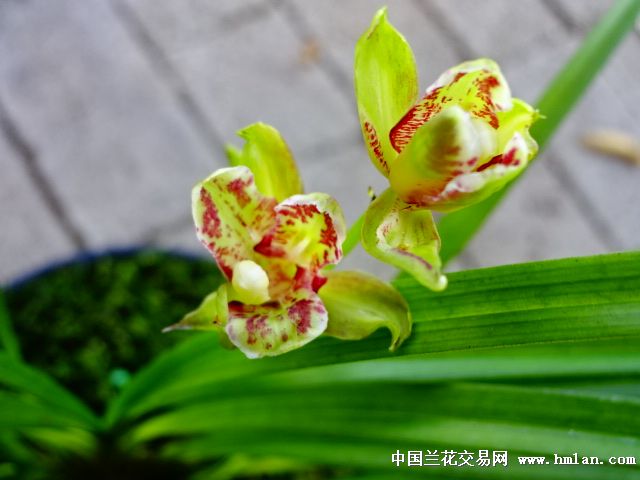 云南秋芝新种《西香彩蝶》定名-送春篇-中国兰花交易