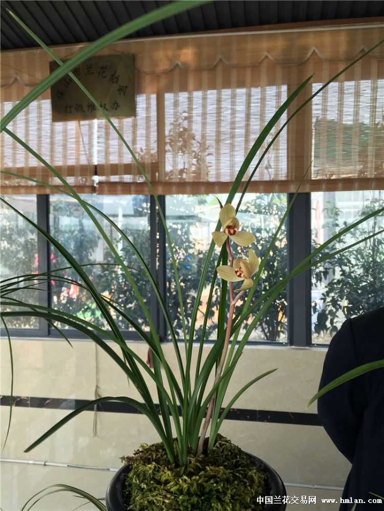 永昌金荷 中国兰花交易网