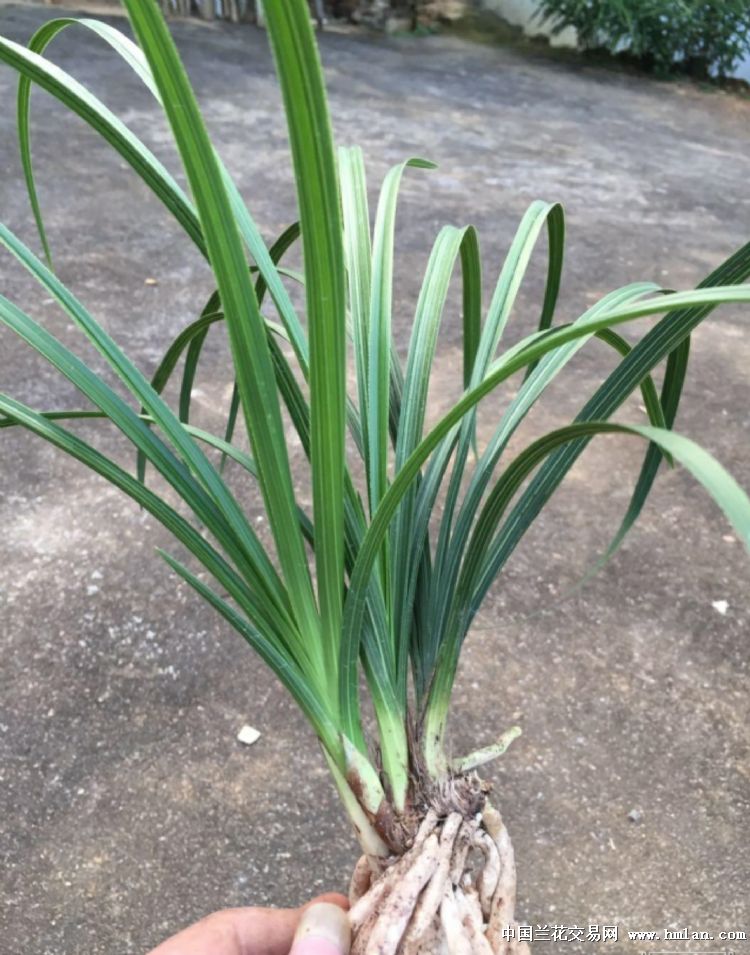 虞鸿菀处引入的带花苞程梅存挡