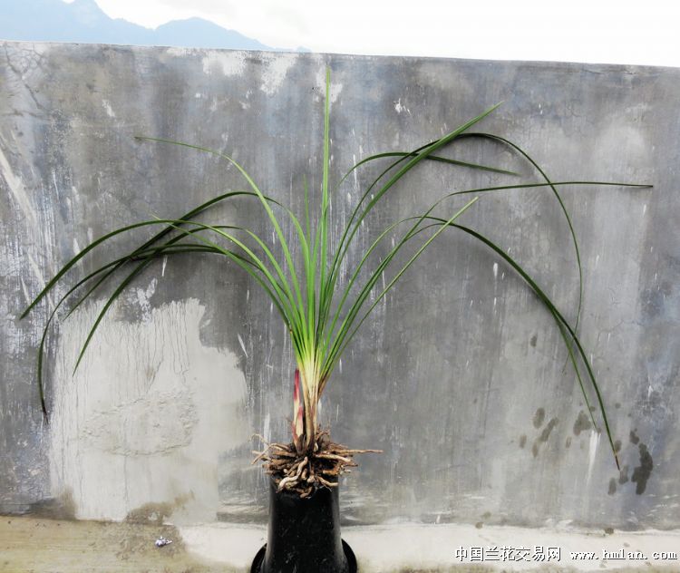 蕙兰绝品红素草