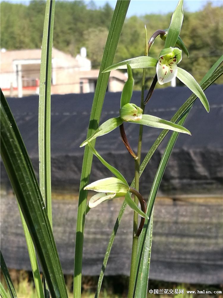 细叶寒兰开花了