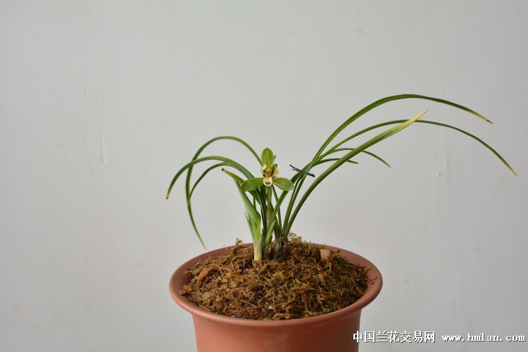 早开的仁海梅-春兰篇-兰花网社区