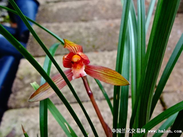 贵州朵香春兰红草红花现分后龙2苗带花