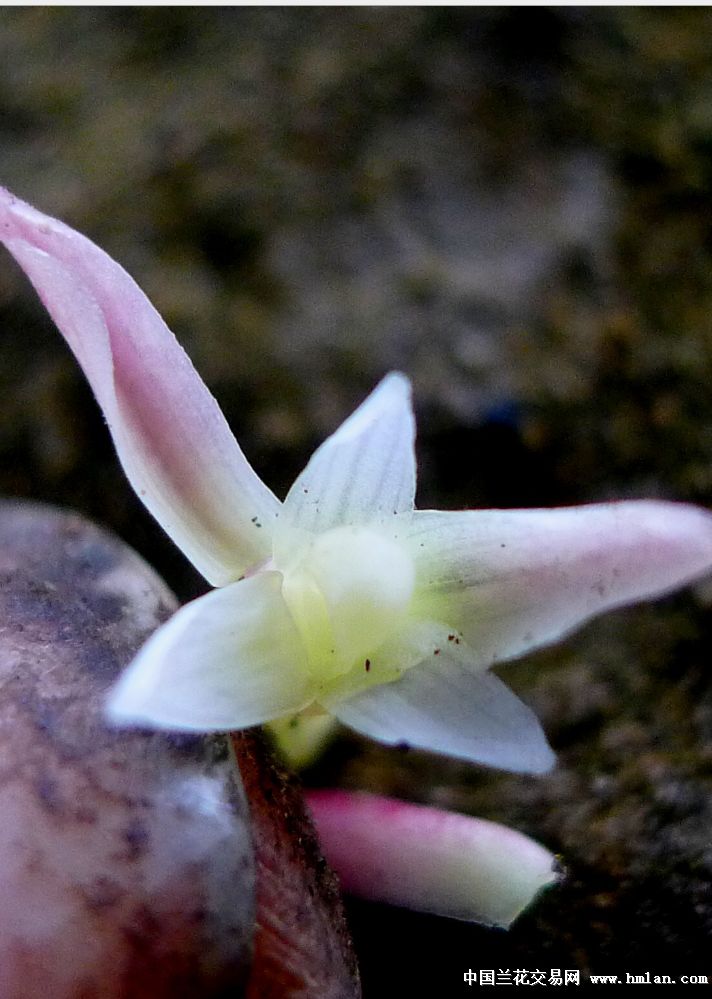 春节开花的兔耳兰