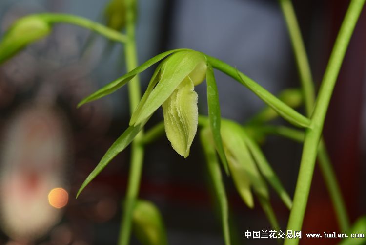 寒兰素