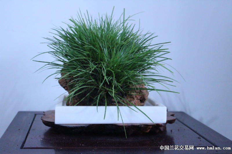 虎须菖蒲附石盆景