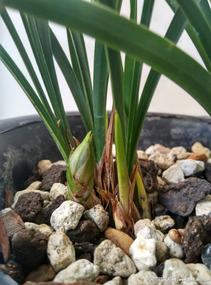 装大尾巴狼的杨氏素荷,别的都开了就她唉!-春兰