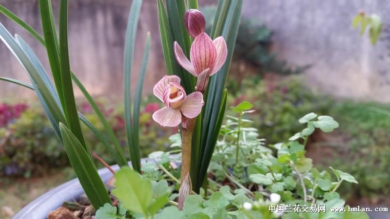 童面玲珑,真美!-莲瓣篇-中国兰花交易网社区