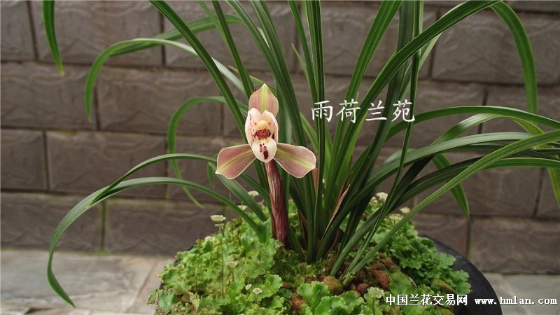 春兰之色荷瑞