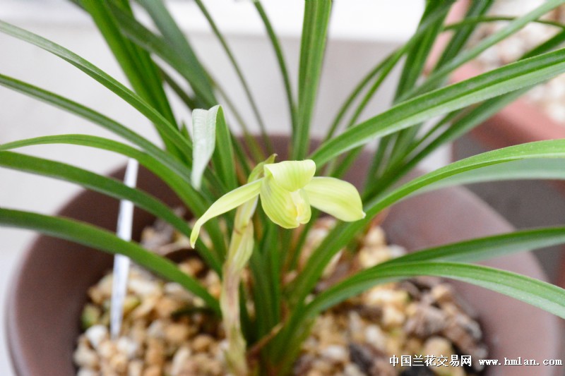 2016兰儿开-以兰会友-中国兰花交易网社区