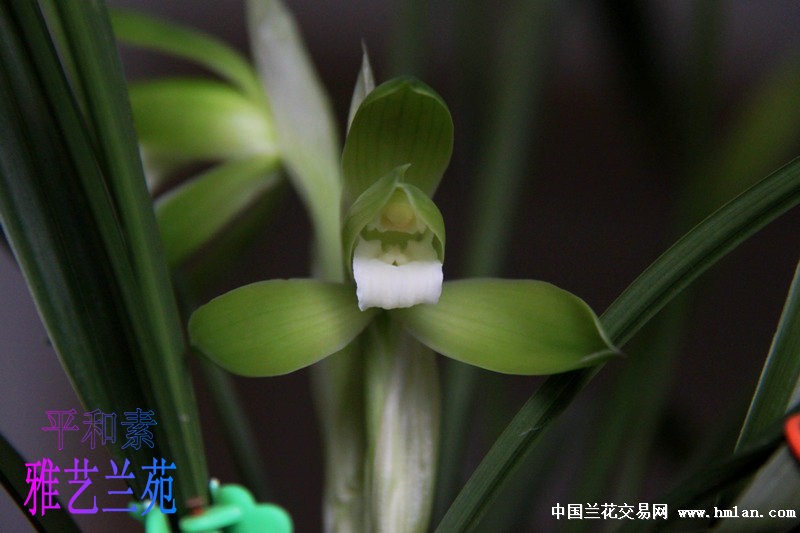 本苑"平和素",单花也经典.