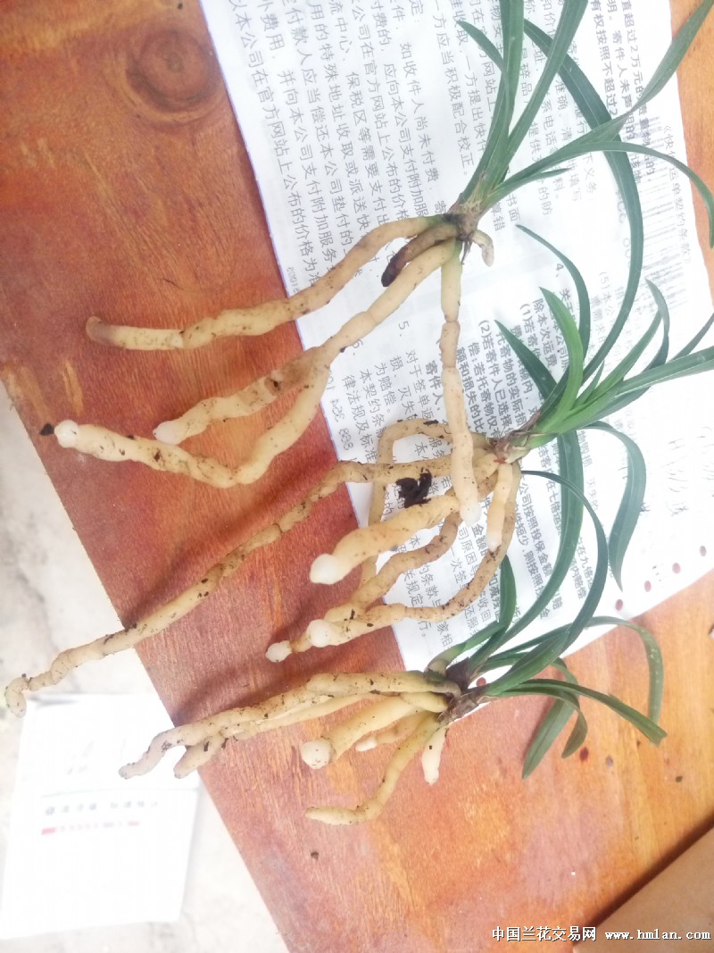 总算没打自己的脸,可以交个差-春兰篇-中国兰花