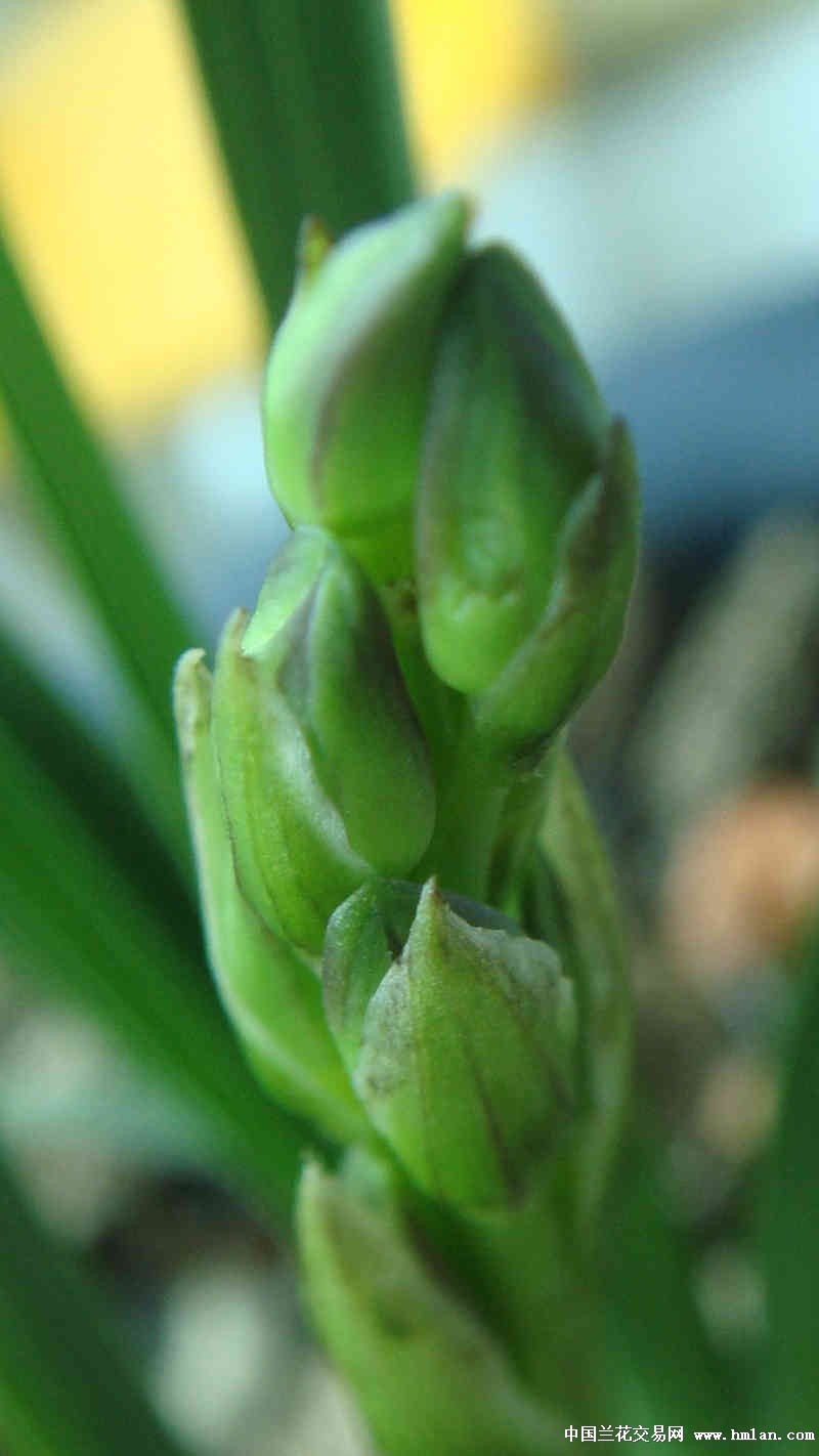 蕙兰麻壳素来花苞了