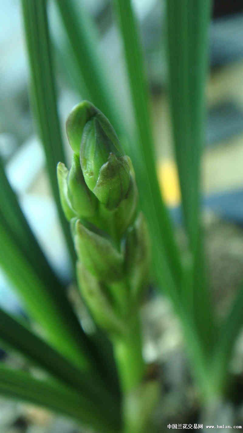 蕙兰麻壳素来花苞了