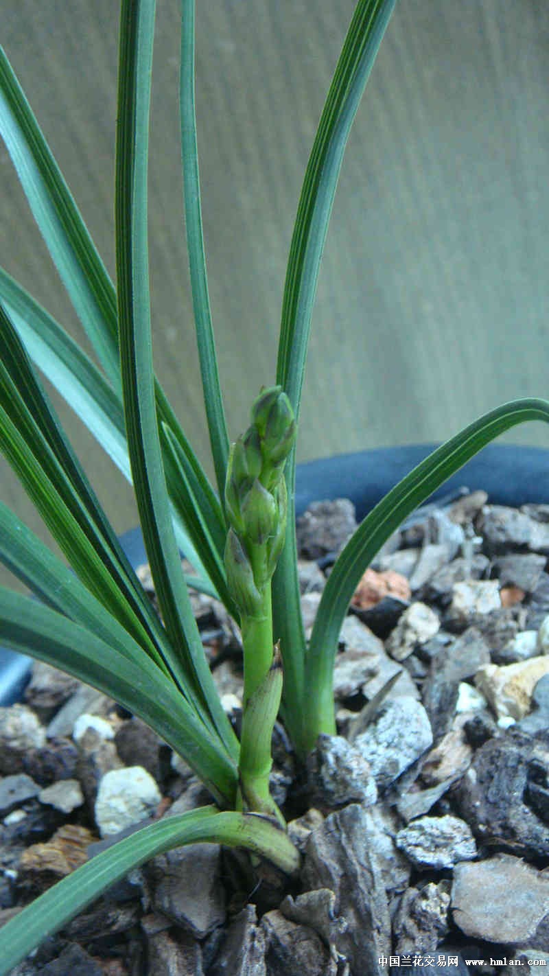 蕙兰麻壳素来花苞了