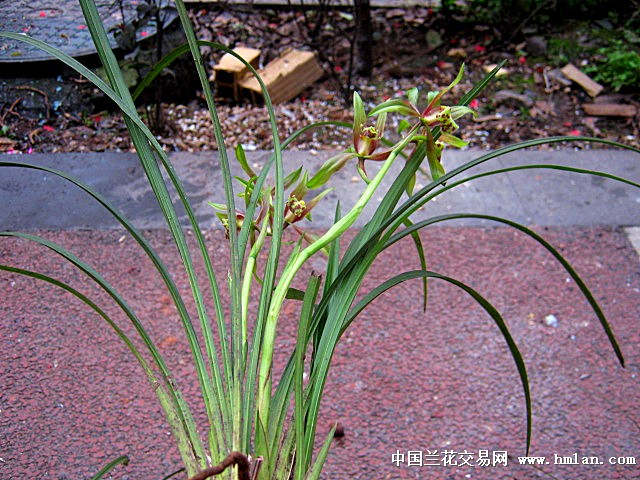 送春极品清杆红花彩心.复色花.