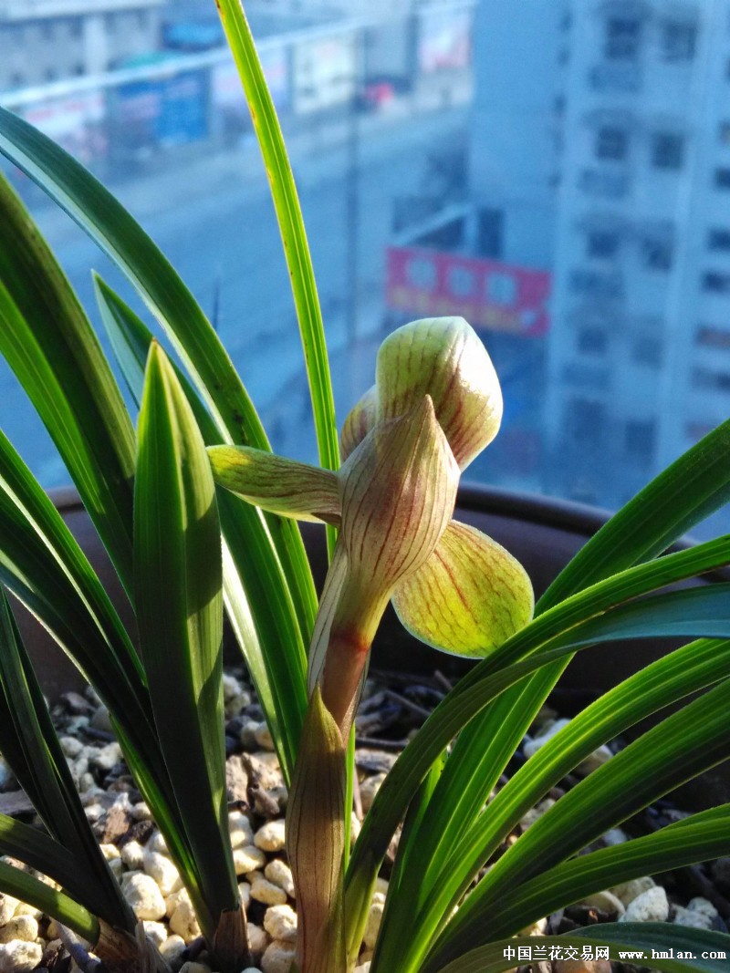 2016花开富贵-春兰篇-中国兰花交易网社区