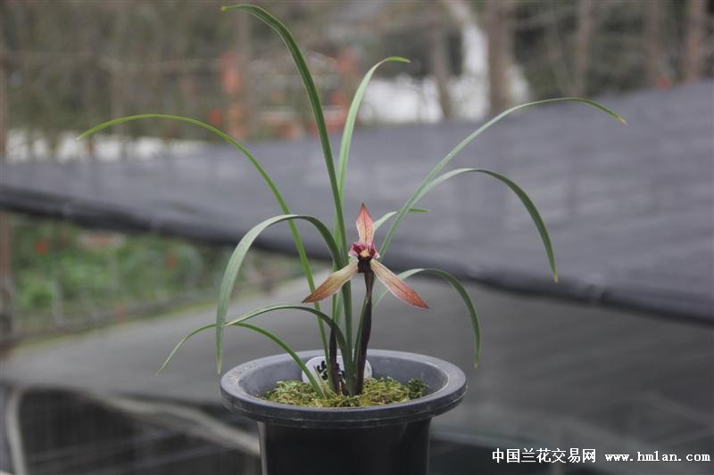 春兰铭品:紫阳素(前垄苗)