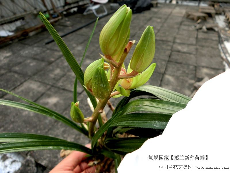 65112蝴蝶园精品 蕙兰【新种 荷瓣 】
