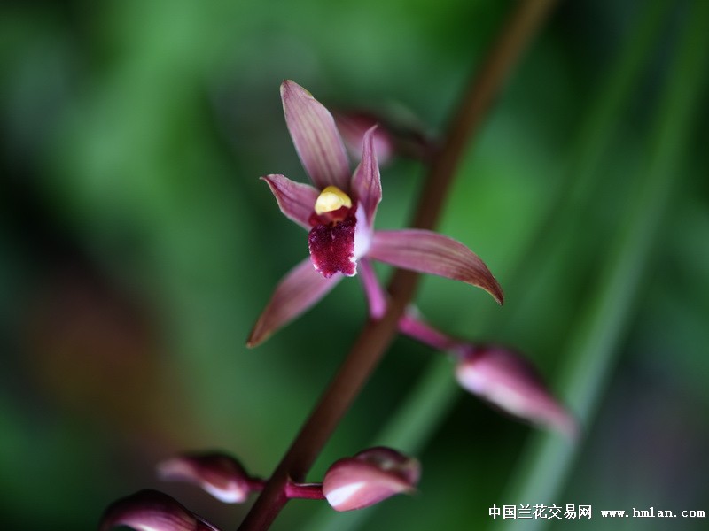 兰花运不错,开了个穿板红花红舌