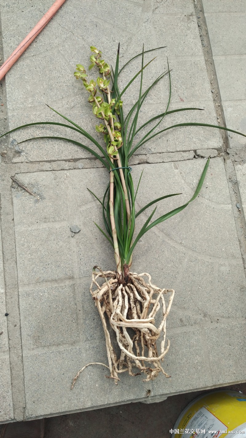 特壮郑孝荷一香土上盆-蕙兰篇-中国兰花交易网社区