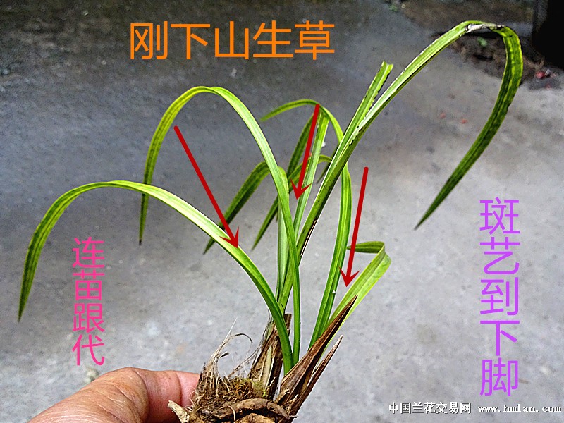 下山春兰【生草】蛇皮花斑艺 - 中国兰花交易网