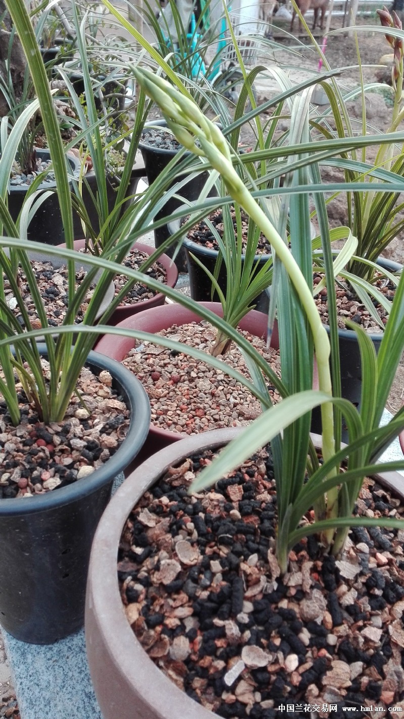 平步青云,黄袍加身-蕙兰篇-中国兰花交易网社区
