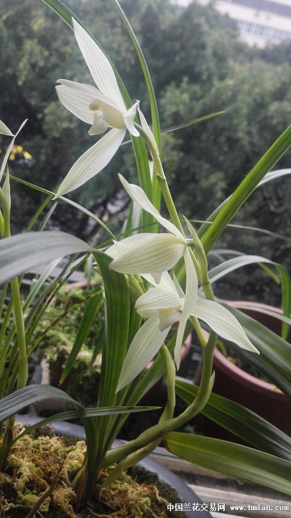 大雪素漂亮好花