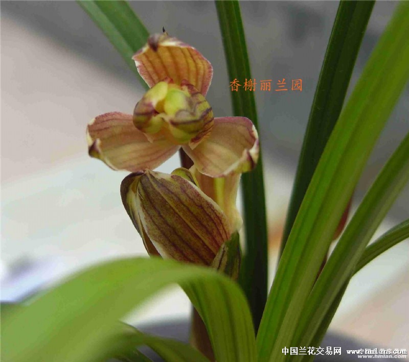 春红花梅瓣