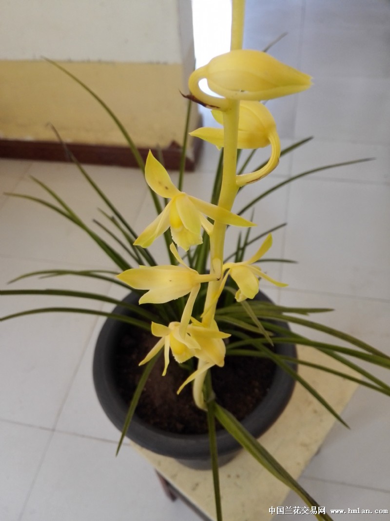 黄花素-------初开-蕙兰篇-中国兰花交易网社区