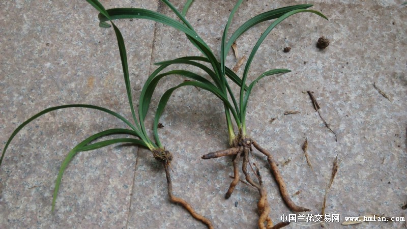 试验:疑似茎腐的别样处理,以观后效。-春兰篇-