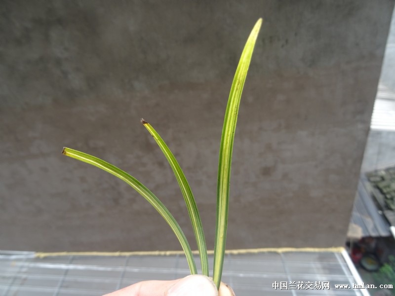 春兰艺草