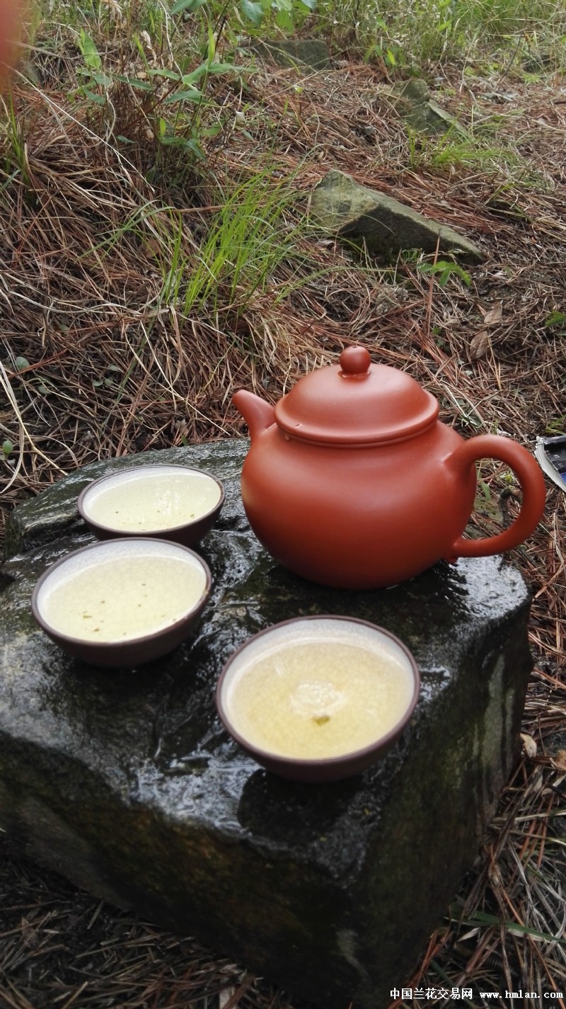 喝一饼金猴,在山中等茶岂不美哉?-茶艺茶道-中